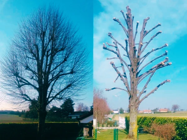 Comparatif avant et après la taille d’un arbre haut, intervention soignée – Élagage Belfort