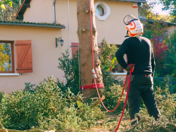 Élagueur équipé réalisant l’abattage d’un arbre en toute sécurité devant une maison – Élagage Belfort